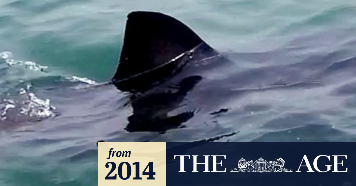 Great white shark filmed swimming in Lake Macquarie